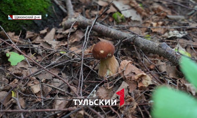 Опытные грибники назвали золотое правило для любителей "тихой охоты"