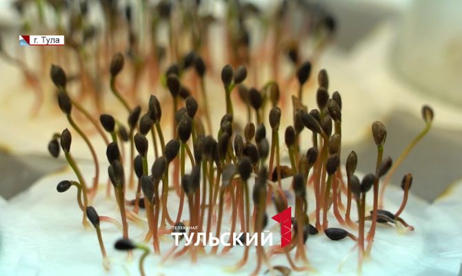 Назван главный враг деревьев в лесах Тульской области