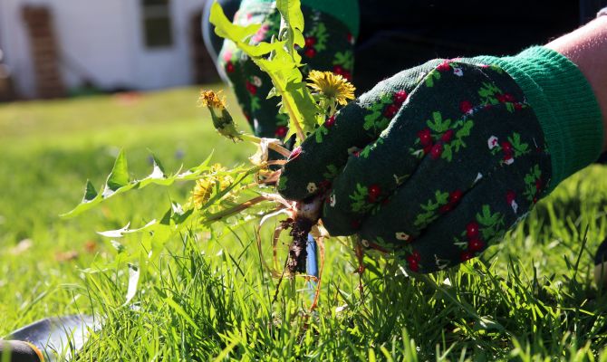 Веневского предпринимателя оштрафовали за сорняки 