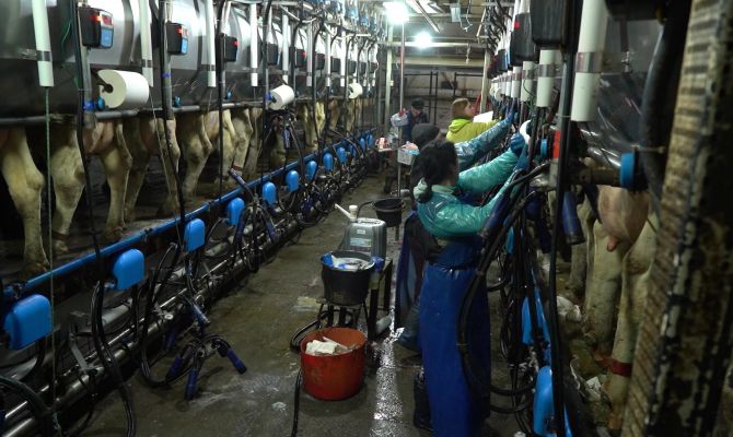 Сельское хозяйство с ИИ: доярки в Тульской области могут заработать 114 тысяч рублей