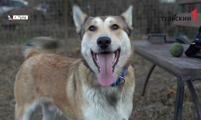 В Туле ищут новых хозяев для бездомного пса Арчи