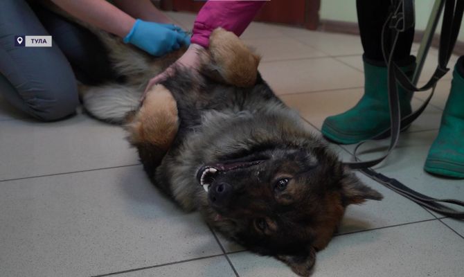 В Туле пес с гнойной раной сам пришел за помощью к волонтерам