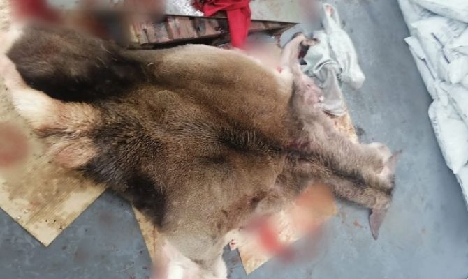 В Тульской области за отстрел лося задержали браконьера