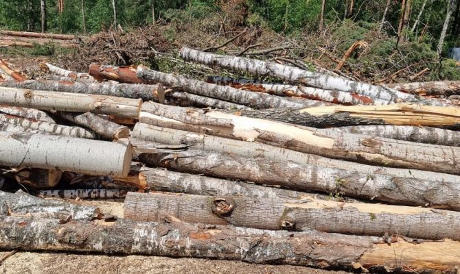 Прокуратура проводит проверку законности вырубки леса в Тульской области