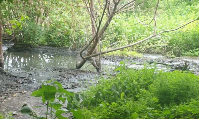 В Кимовском районе сточные воды сбрасывают рядом с дачными участками
