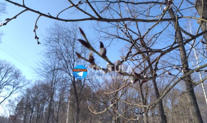 В Центральном парке Тулы зацвела верба