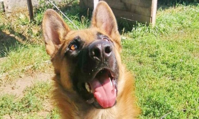 Тульские кинологи лечат боевого пса из зоны СВО