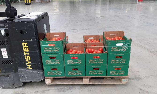 Тепличный комплекс «Тульский» передал бойцам СВО 100 кг свежих помидоров