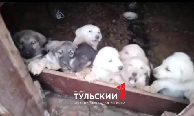 В Тульской области в заброшенный дом подкинули 10 щенков
