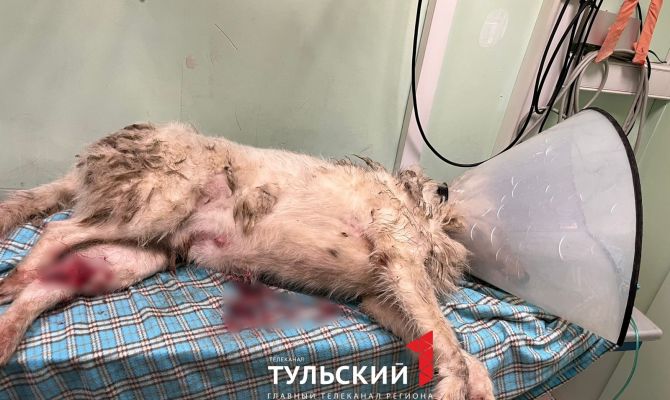 В Туле пса Джимми переехали на машине и бросили умирать на морозе