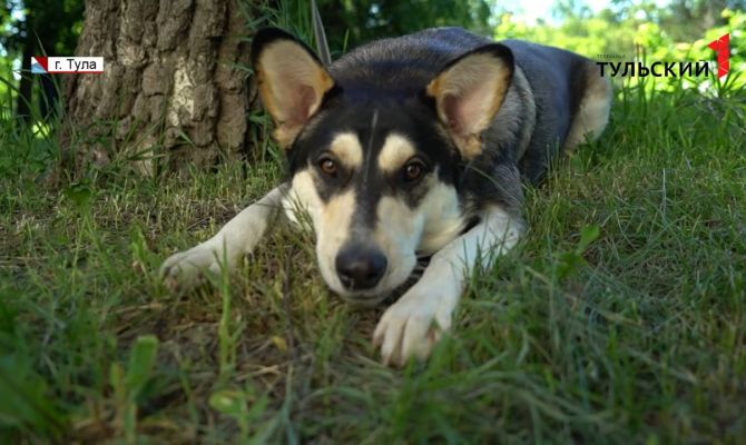 Пенсионерка отдает метиса хаски: щенком тулячка спасла пса от смерти