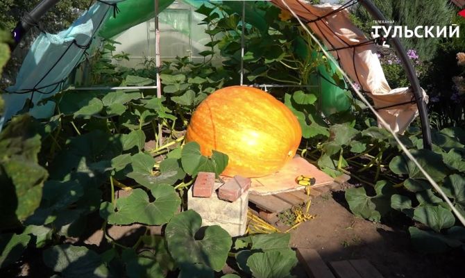 Тулячка вырастила на огороде 300-килограммовую тыкву