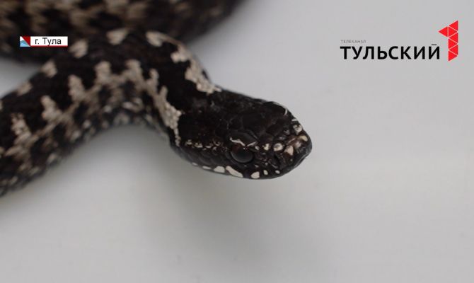 В Тульской области проснулись змеи
