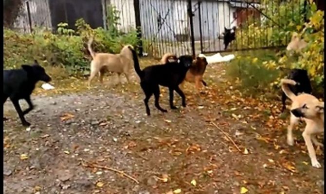 В Туле стая бездомных собак напала на прохожих
