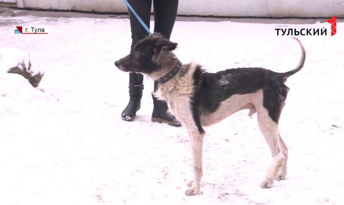 В Туле истощенной и замученной собаке ищут любящих хозяев
