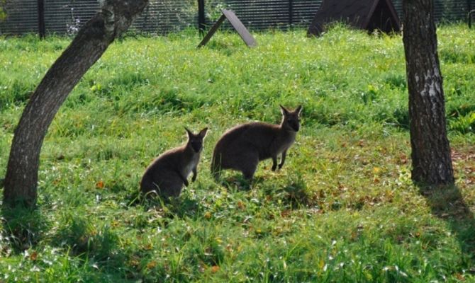 В соседней Калужской области из зоопарка украли двух кенгурят