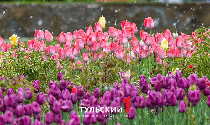 В Туле снег накануне 9 Мая пошел впервые в истории