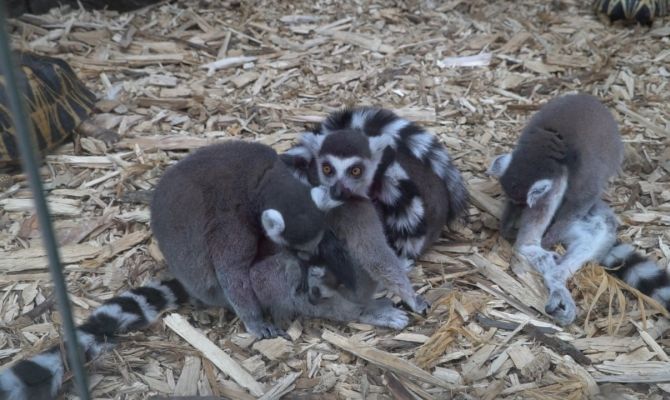 Лемурские нежности: в тульском экзотариуме появился на свет детеныш краснокнижного животного
