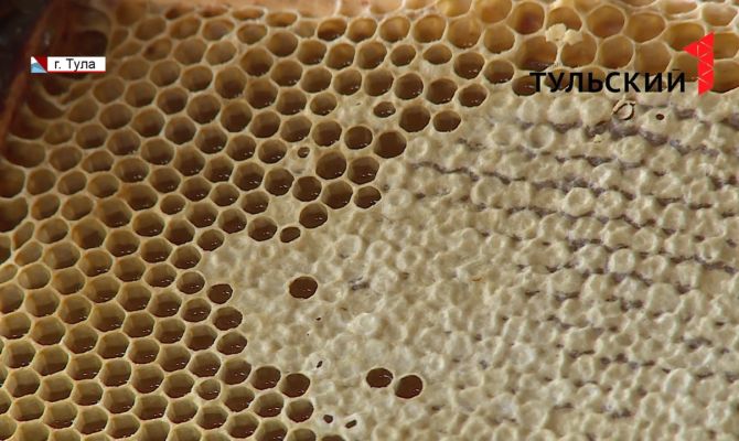 Сколько меда ожидают собрать тульские пчеловоды в этом году