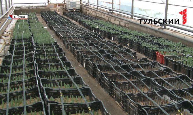 Особый сорт тюльпанов к Международному женскому Дню вырастят в тульском питомнике