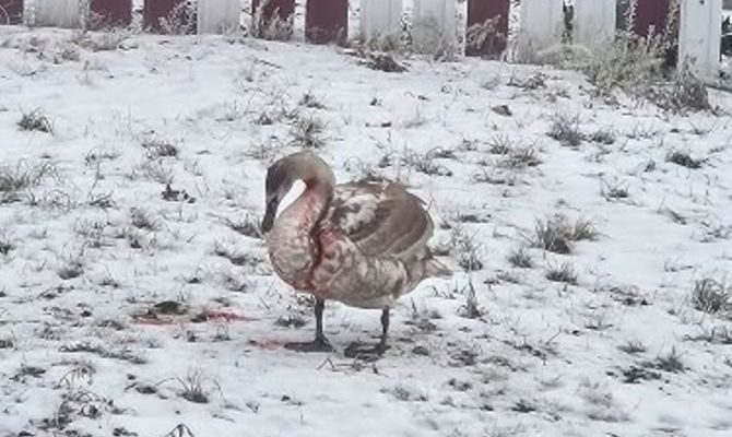 Стала известна судьба раненых лебедей из Узловой