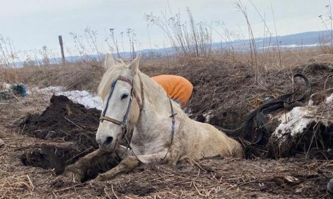 В Туле пожарные спасли провалившуюся в яму лошадь
