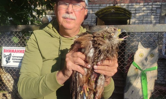 В Ефремовском районе коршун угодил в рыболовную ловушку