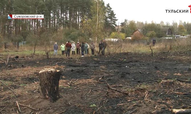 Около тульского курорта «Краинка» незаконно вырубают хвойные леса и полувековые липы