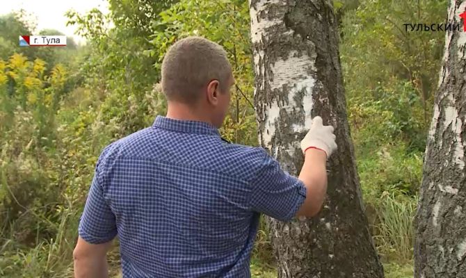 В Баташевском саду в Туле ищут больные и аварийные деревья