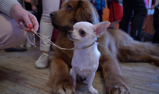 Опытные хендлеры поделились тонкостями подготовки собак к выставкам