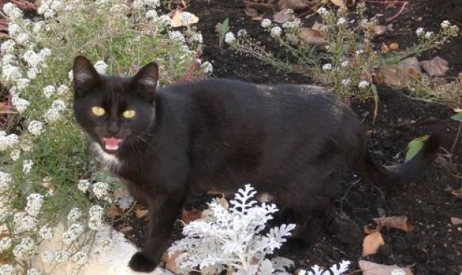 Кошки становятся причиной серьезных пожаров