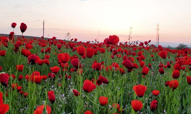 Туляки могут попасть в тюрьму за выращивание некоторых растений