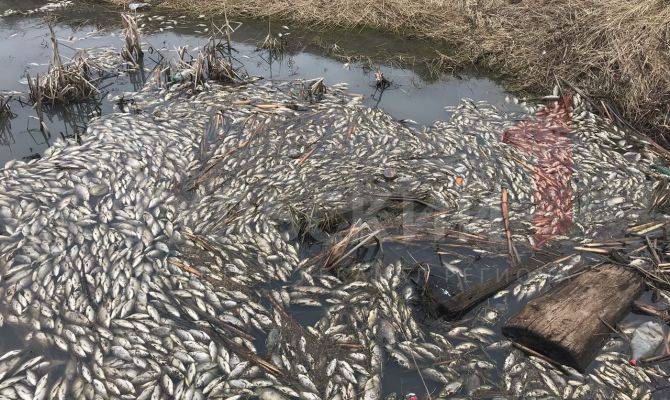 Стали известны возможные причины массовой гибели рыбы в пруду на окраине Ясногорска