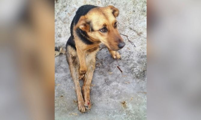Бросили в холодной луже со сломанным позвоночником: в Туле дворняжка Мила ищет новый дом