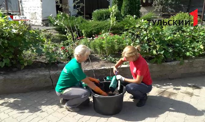 Тульские улицы украсят абрикосовые деревья
