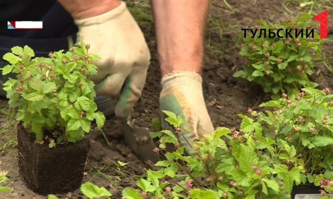 Минсельхоз не планирует ограничивать сбор дикорастущих грибов и ягод 