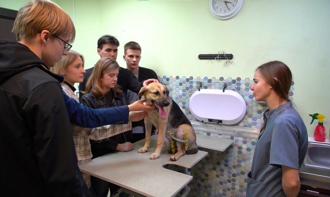 Собаку на полном ходу переехали в центре Тулы