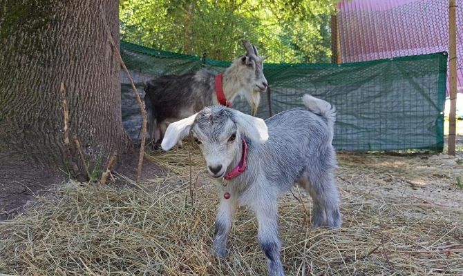 В зооуголке Центрального парка Тулы родилась козочка