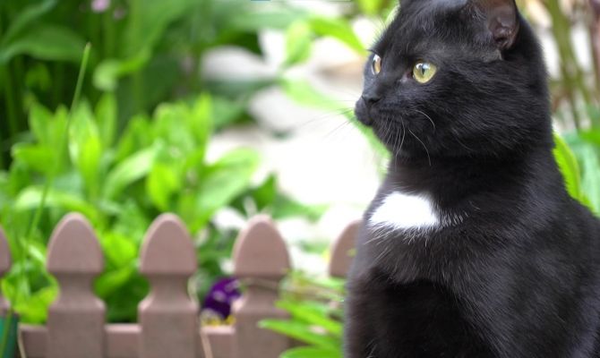 Под Тулой для кота-инвалида напечатали протез на 3D-принтере