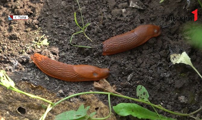 Прожорливые и опасные: туляки жалуются на нашествие слизней из Испании