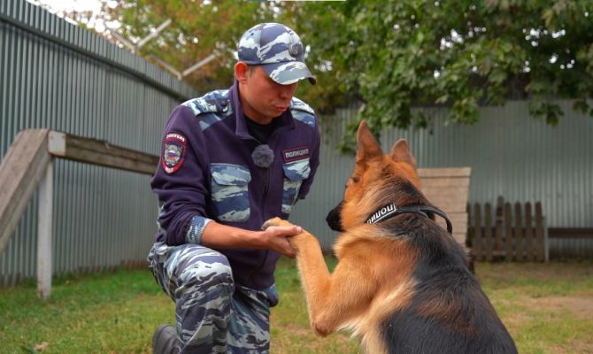 В Туле пес Байкал из зоны СВО перестал бояться людей и научился давать лапу