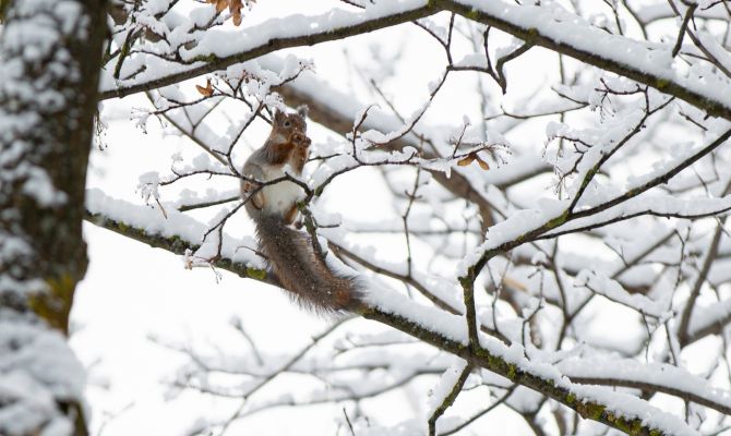 На следующей неделе в Тульской области может выпасть снег