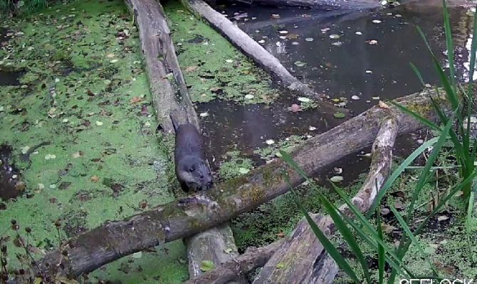 На границе с Тульской областью заметили выдру