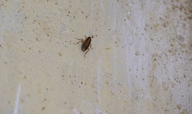 Прокуратура Тульской области обнаружила в школьной столовой тараканов