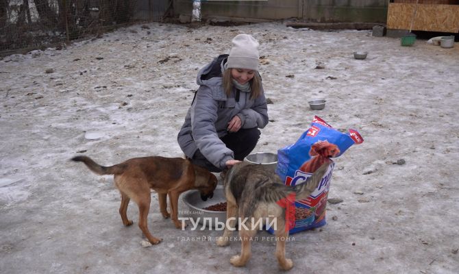 Сотрудники "Первого Тульского" накормили бездомных животных
