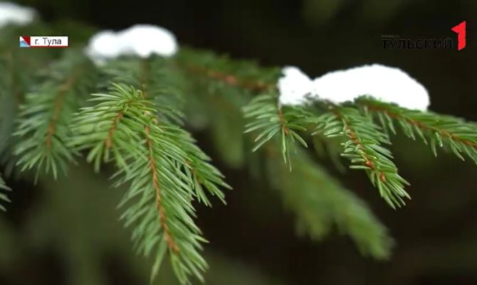 Не руби с плеча: в Тульской области лесники отправились на поиски охотников за древесиной