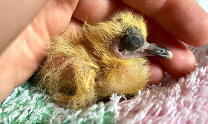 В Туле волонтеры спасли из заточения птенцов голубей