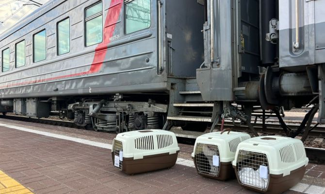 Тульские волонтеры приняли кошек из Белгорода