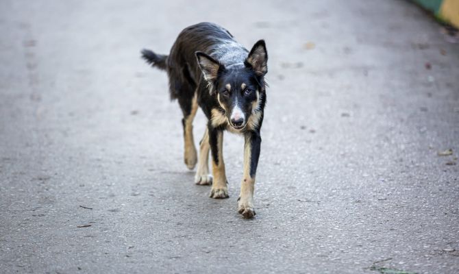 Очевидцы сообщили, что в Кимовске бродячие собаки насмерть загрызли мужчину