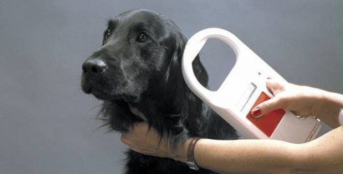 Тульских домашних собак, кошек и даже рыбок «зачипириуют»